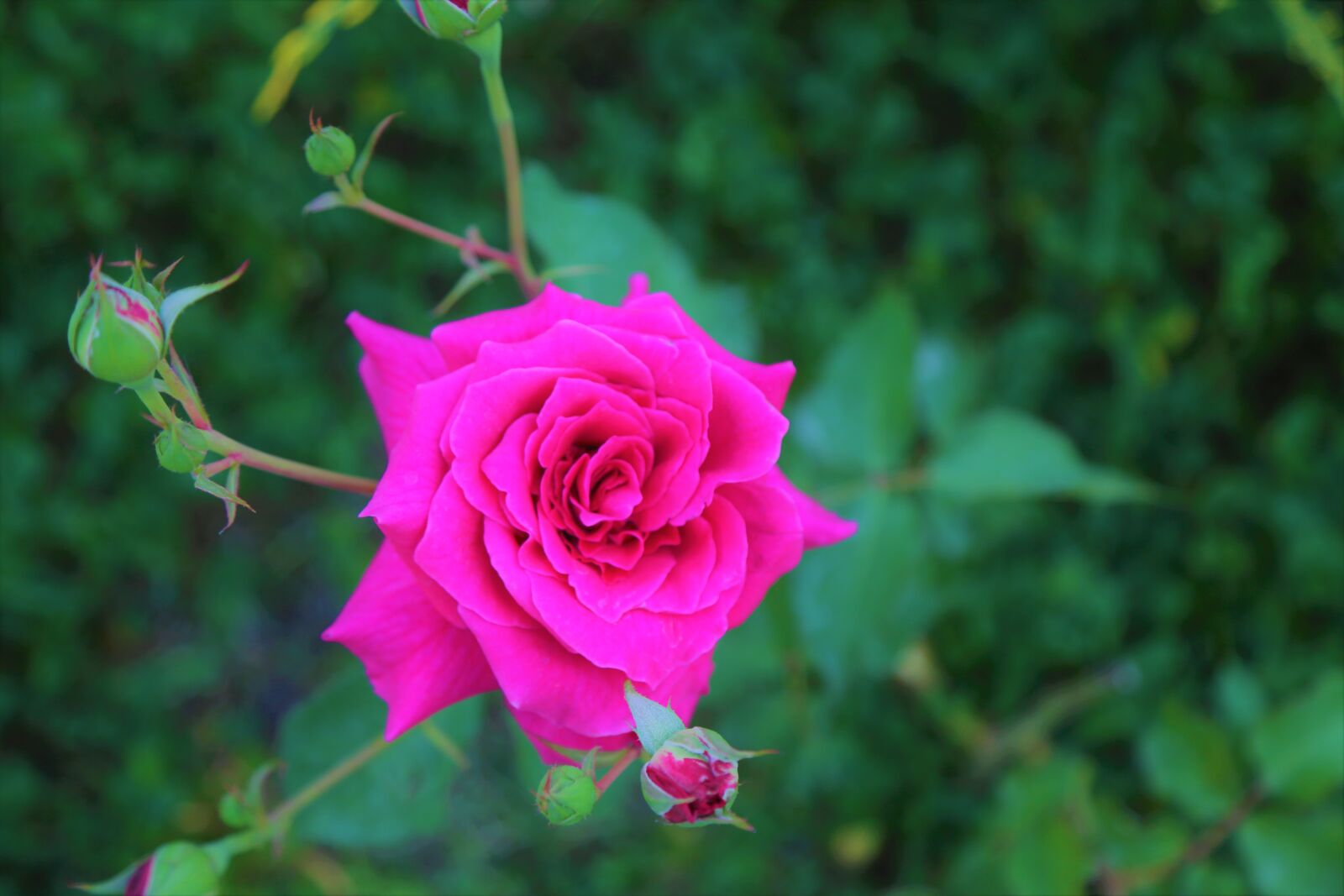 Canon EF 24-105mm F4L IS USM sample photo. Rose, spring, pink photography