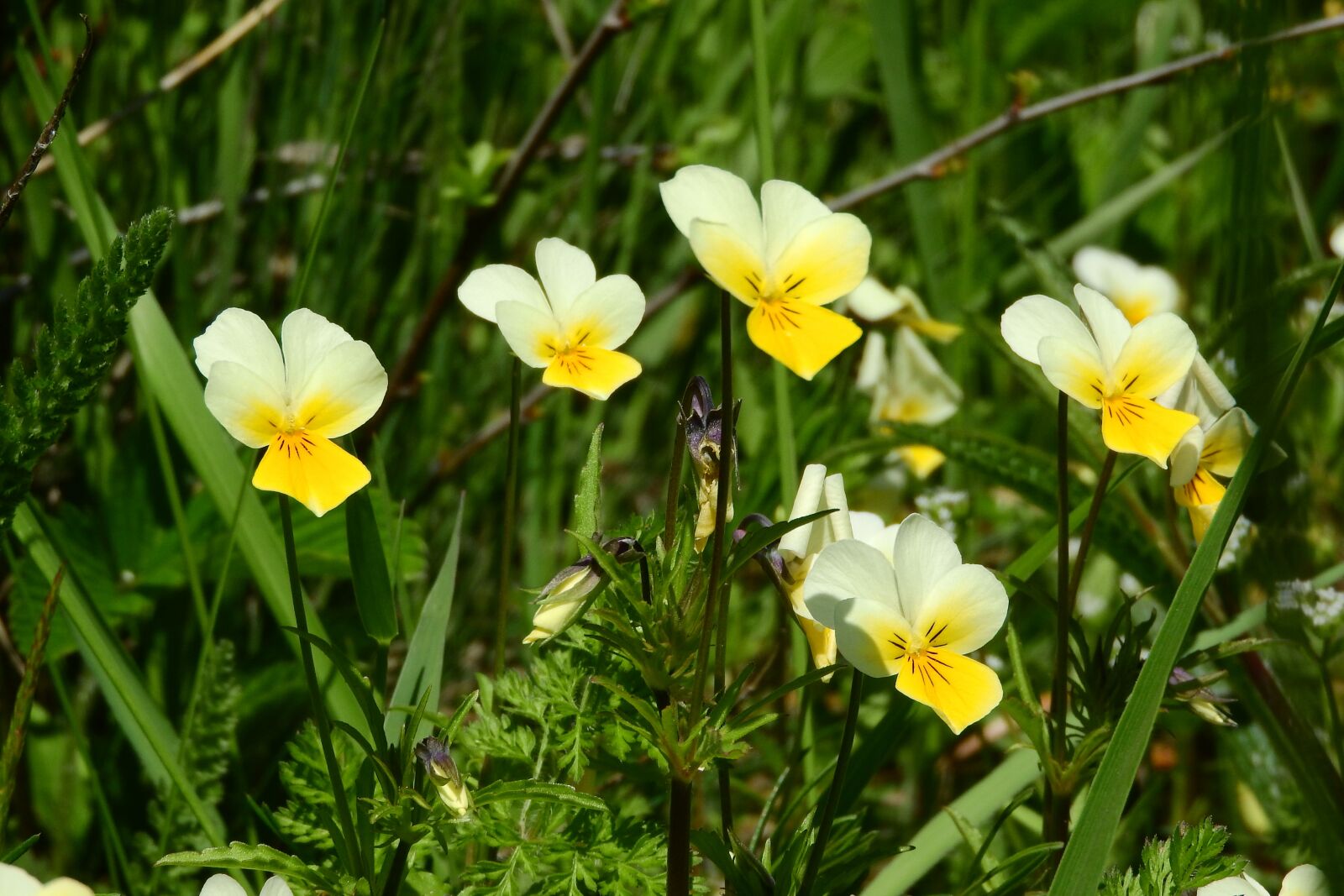 Nikon Coolpix P610 sample photo. Viola, viola arvensis, yellow photography