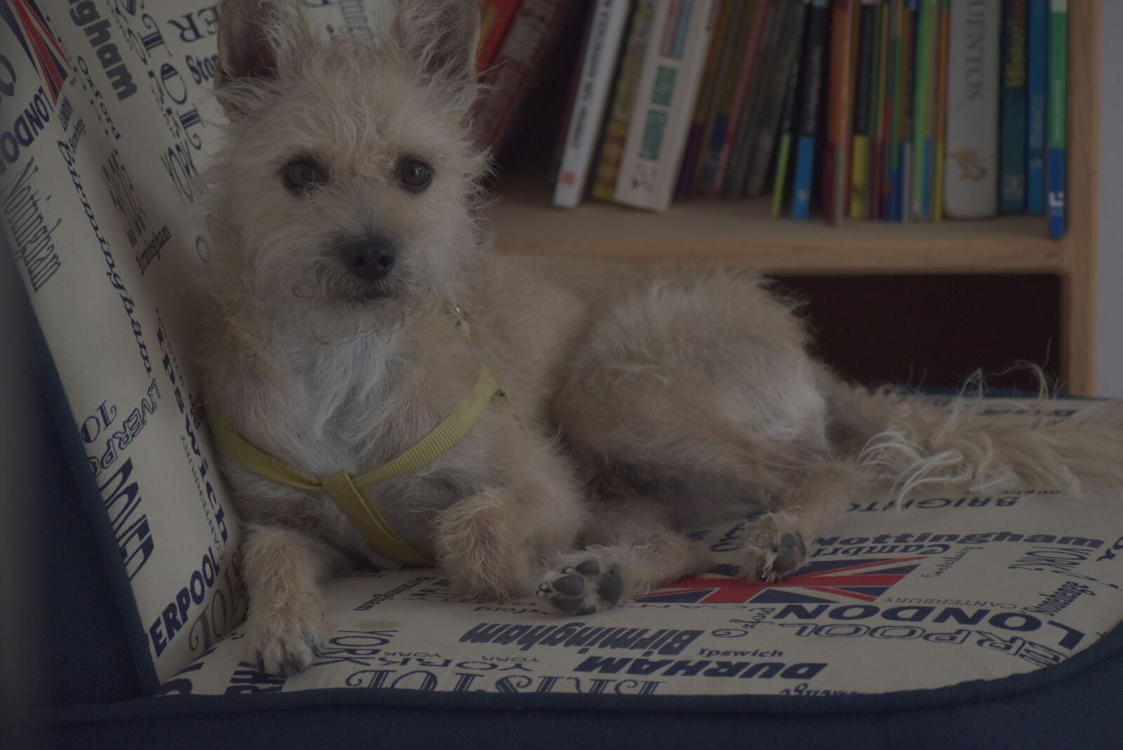 Nikon D3500 sample photo. Perro, dog, adorable photography