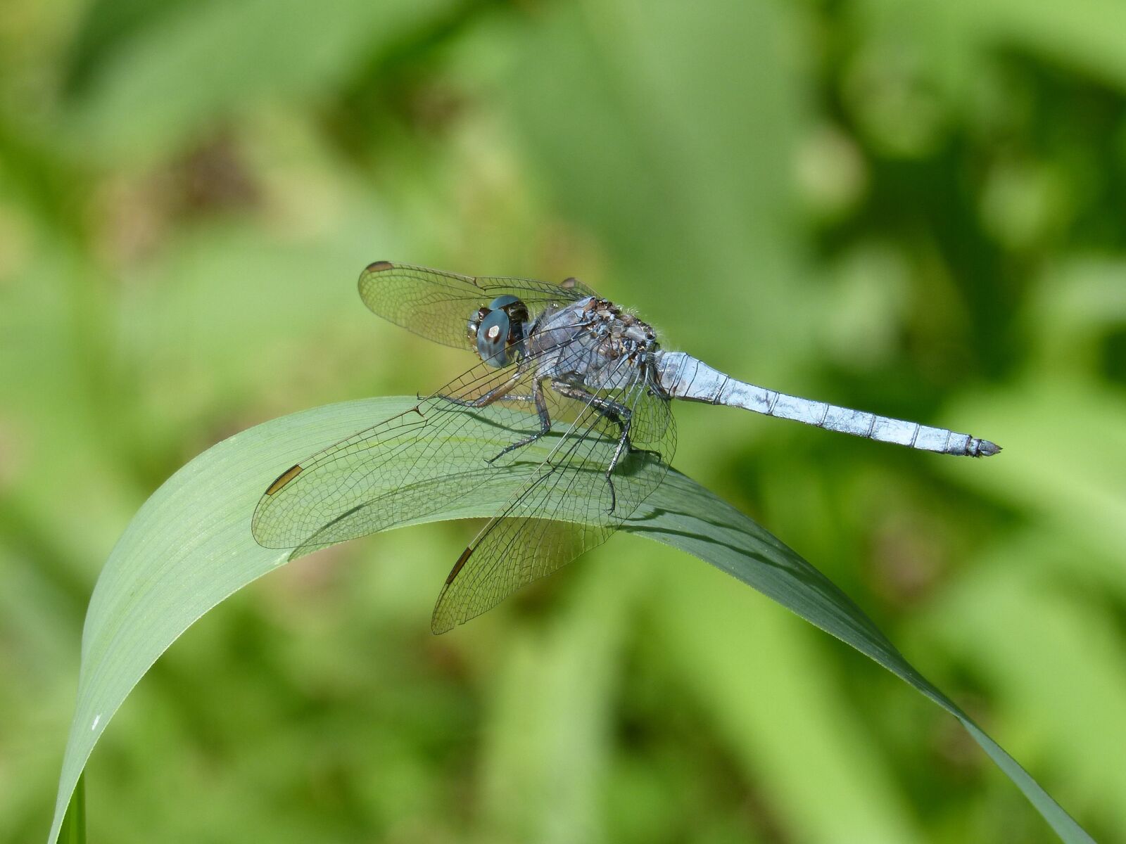 Panasonic DMC-FZ62 sample photo. Blue dragonfly, leaf, wetland photography