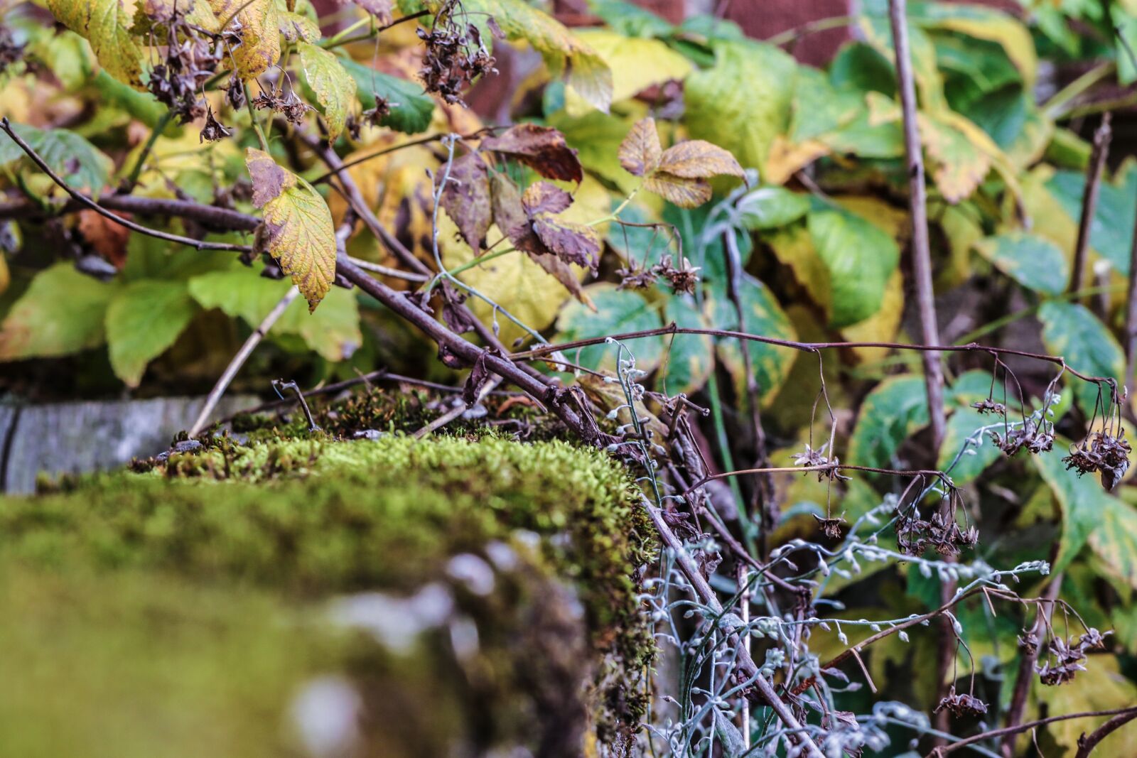Canon EOS 7D Mark II sample photo. Moss, leaves, autumn photography