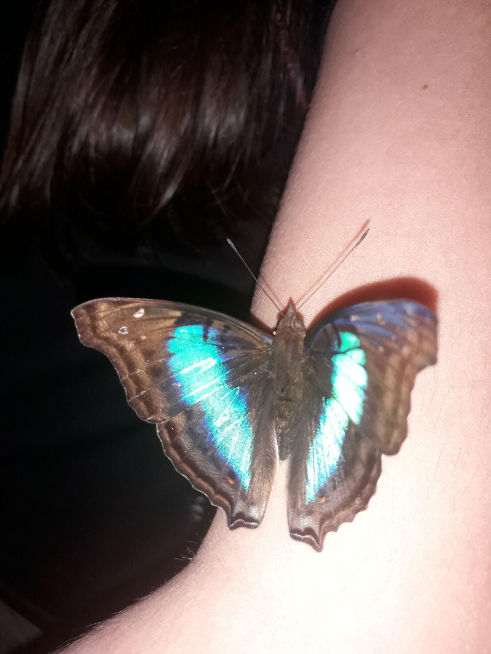 Samsung Galaxy J4 sample photo. Mariposa, jardin, belleza photography