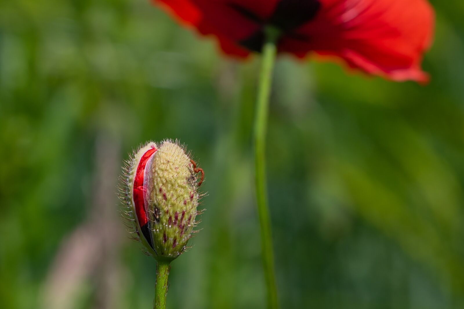 Canon EOS 7D Mark II sample photo. Poppy, klatschmohn, bud photography