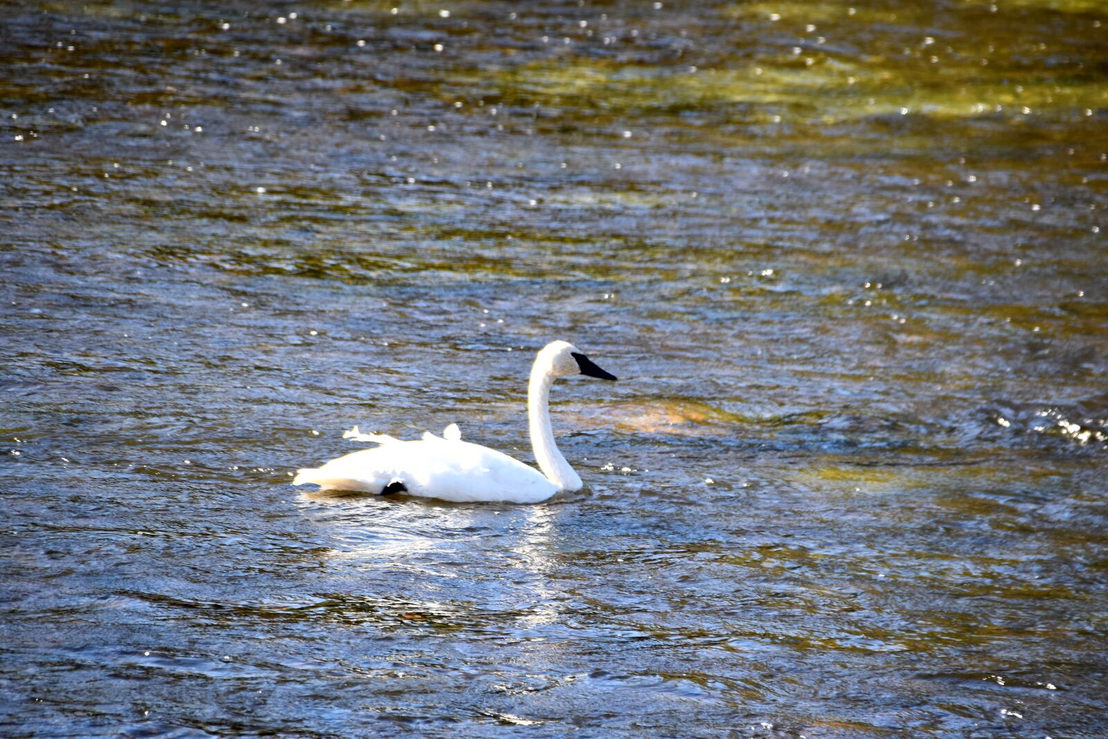 Nikon D5500 sample photo. Swan, yellowstone photography