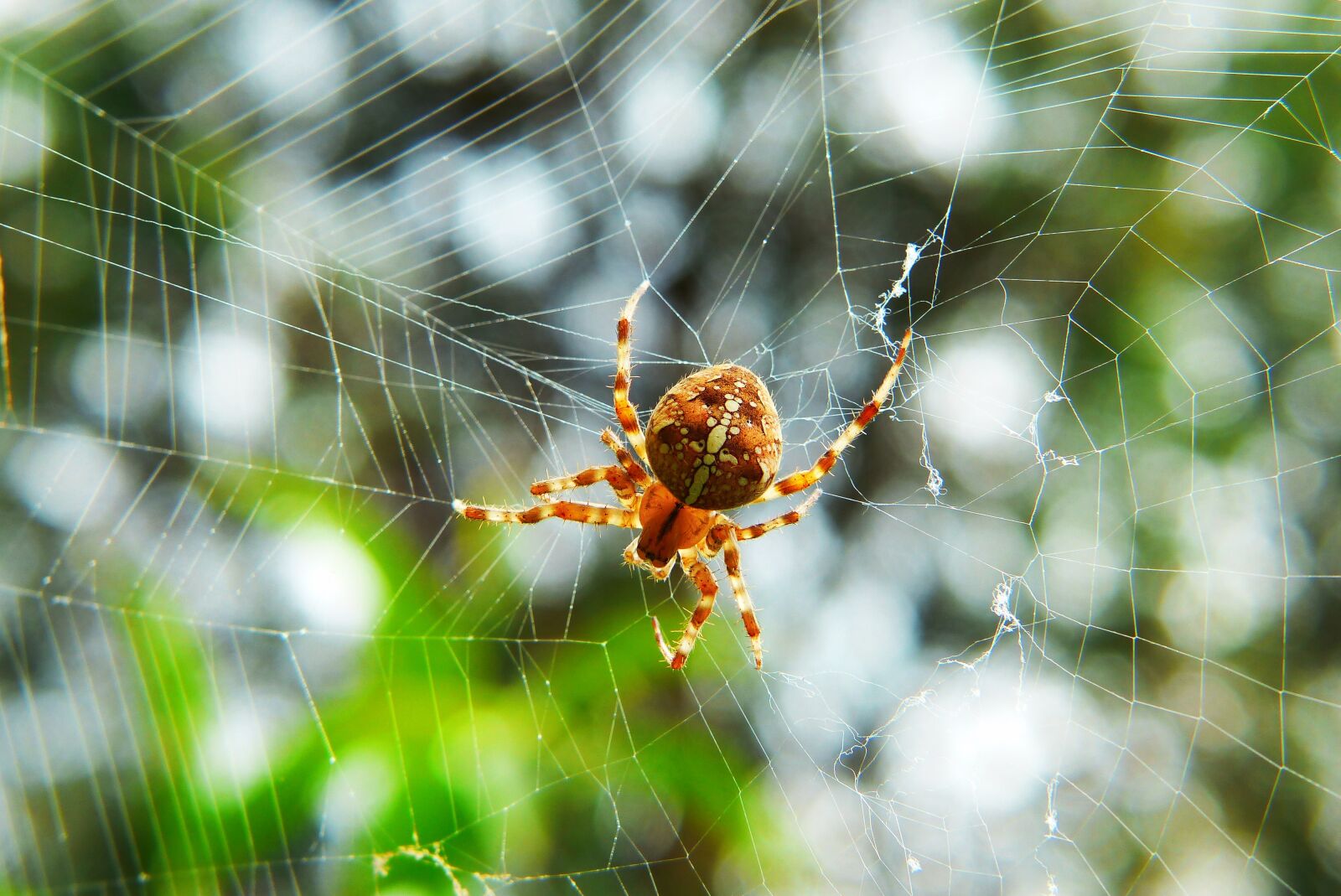Panasonic Lumix DMC-FZ200 sample photo. Crusader garden, female, arachnid photography