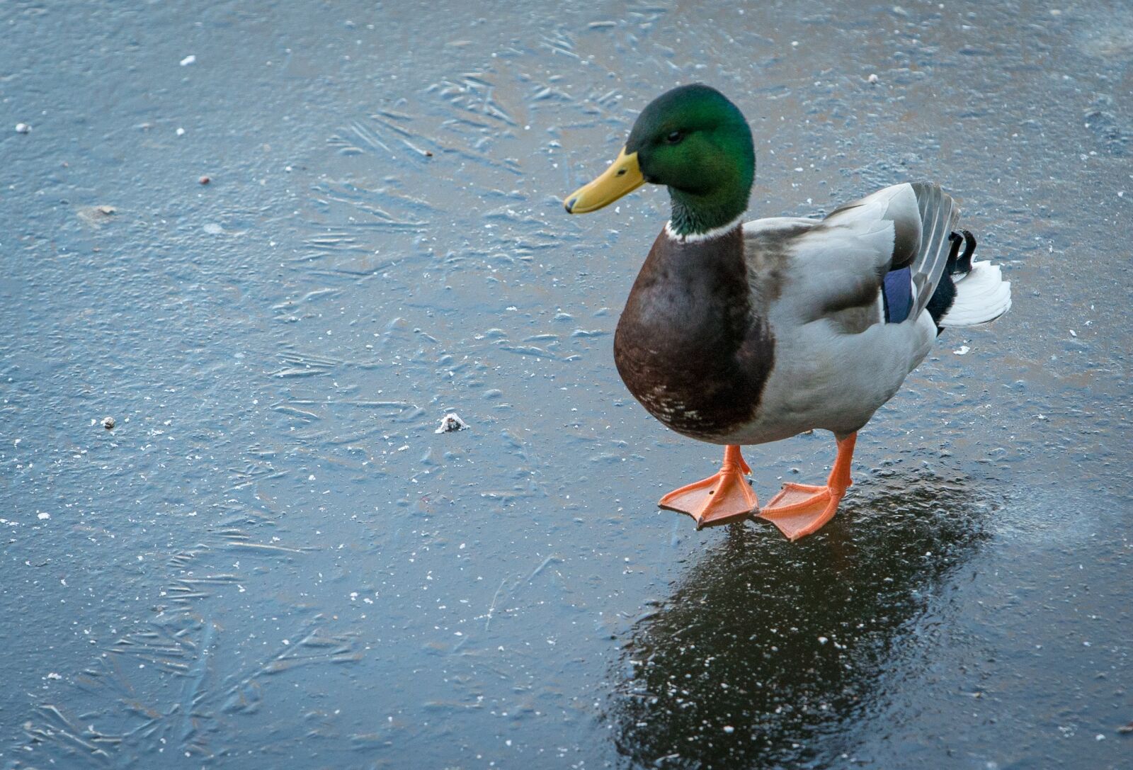 Sony a7S II + Sony DT 50mm F1.8 SAM sample photo. Duck, ice, winter photography