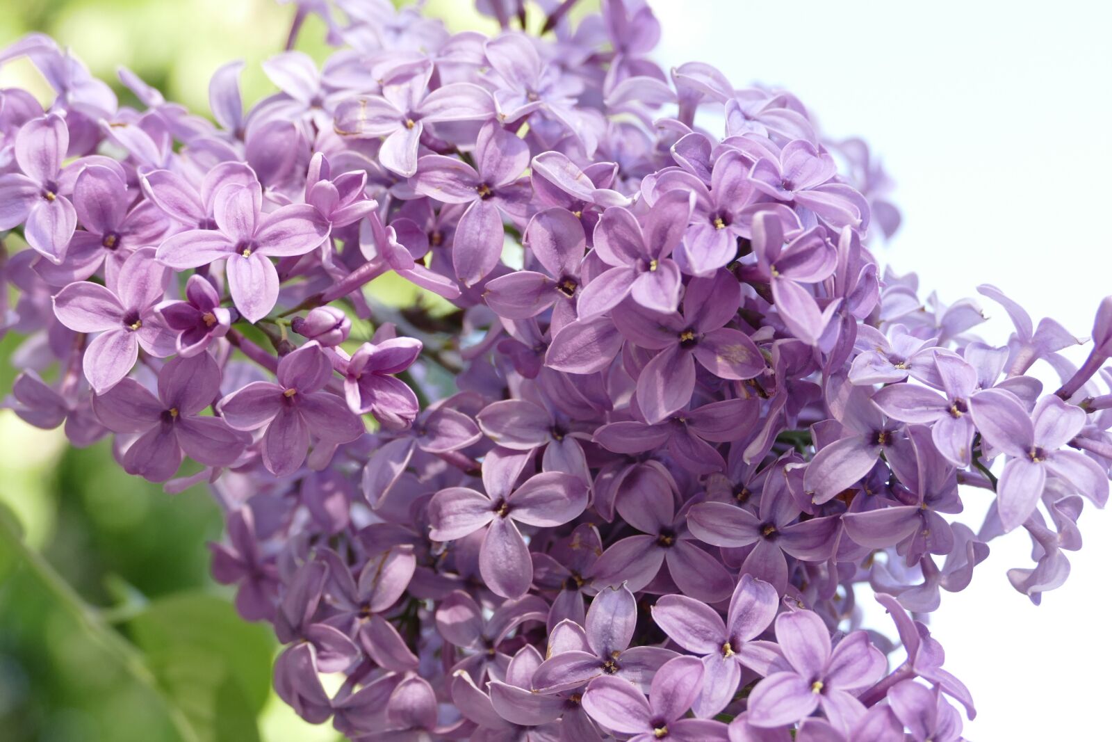 Panasonic Lumix DMC-FZ1000 sample photo. Flower, plant, purple photography