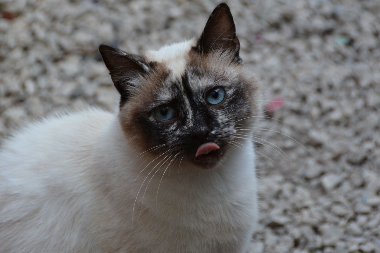 Nikon D7100 sample photo. Cat, blue-eyed, tongue photography
