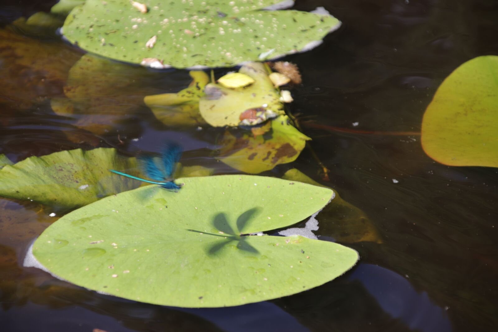 Canon TS-E 90mm F2.8 Tilt-Shift sample photo. Dragonfly, summer, waterlily photography