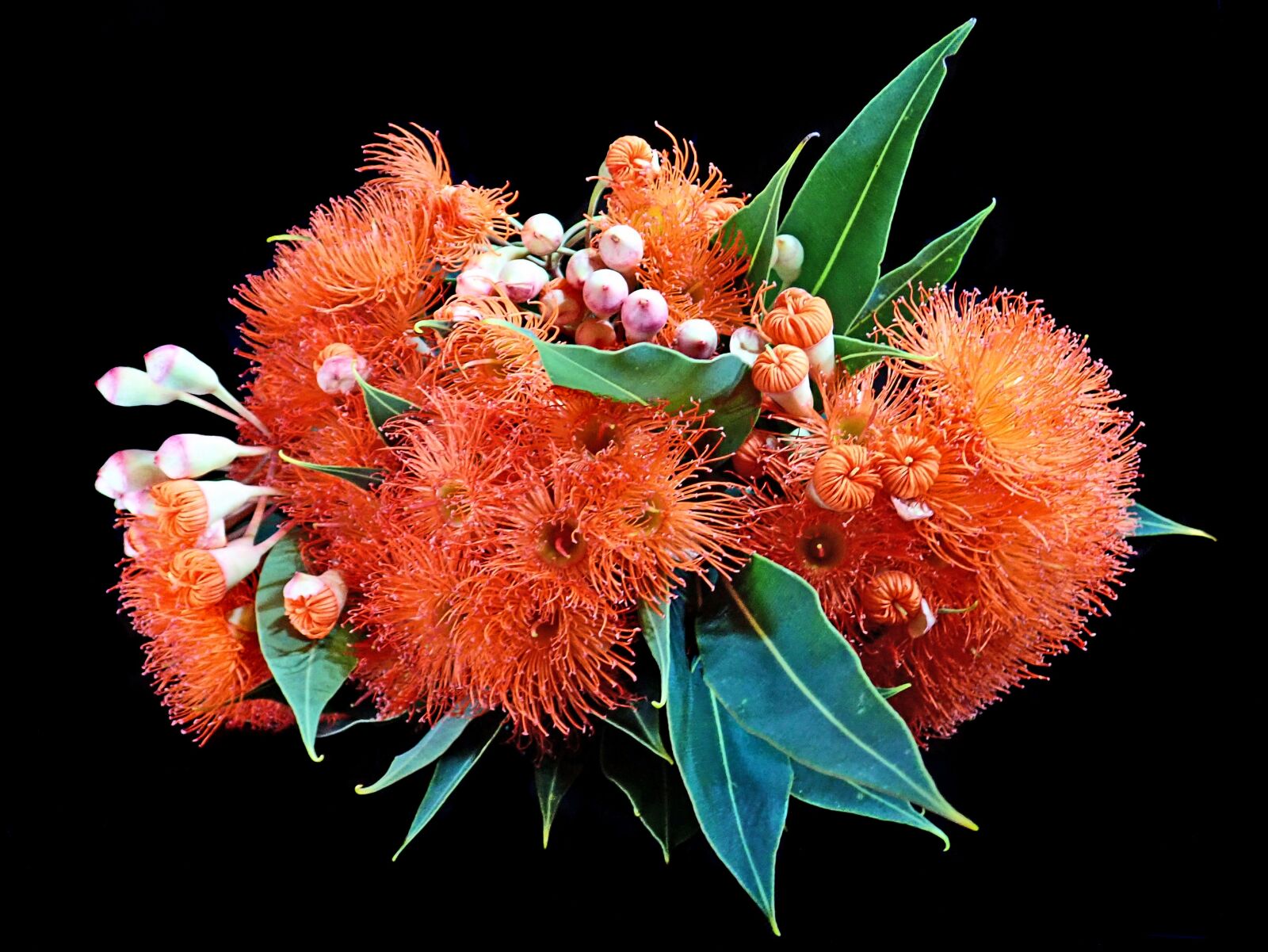 Olympus TG-5 sample photo. Flowers, red, gum photography