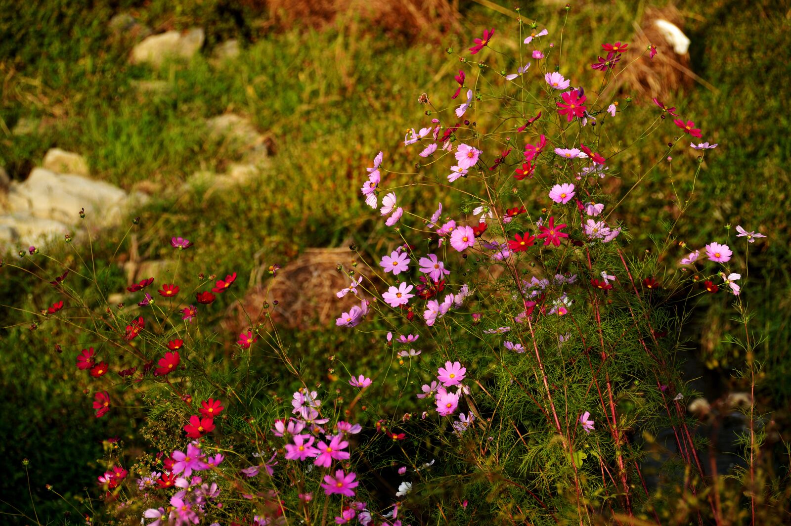 Nikon D3200 sample photo. Cosmos, flowers, autumn photography