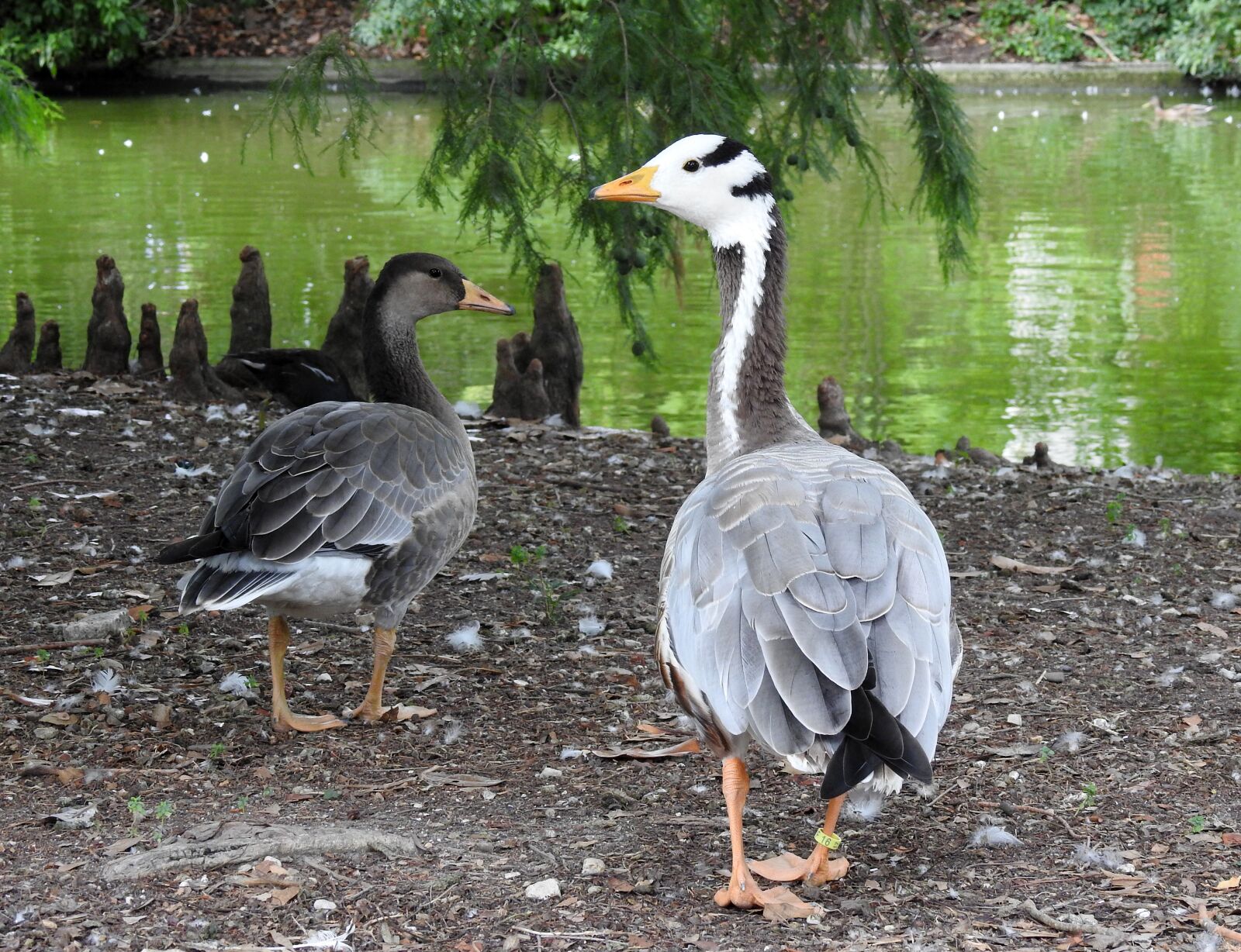 Nikon Coolpix P900 sample photo. Duck, feathers, bird photography