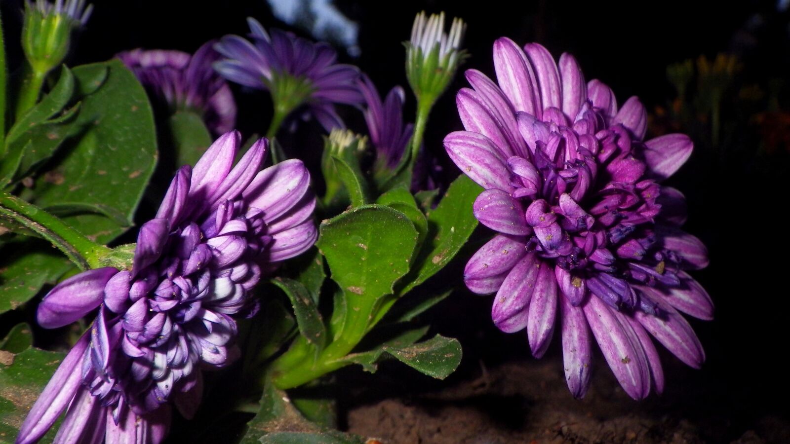 Pentax Optio WG-2 sample photo. Flower, plant, nature photography