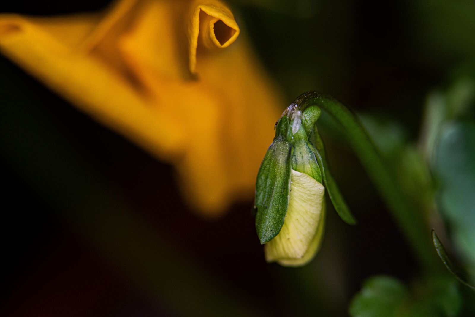 Nikon D5300 sample photo. Flower, garden, bud photography