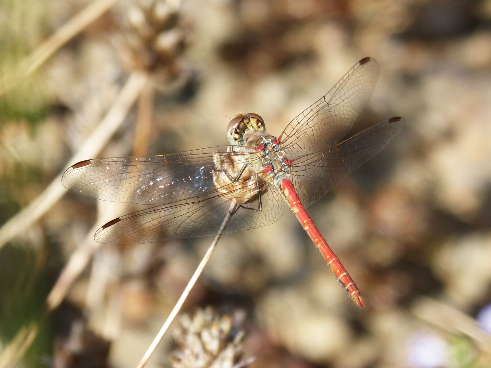 Panasonic DMC-FZ62 sample photo. Red dragonfly, plant, dragonfly photography