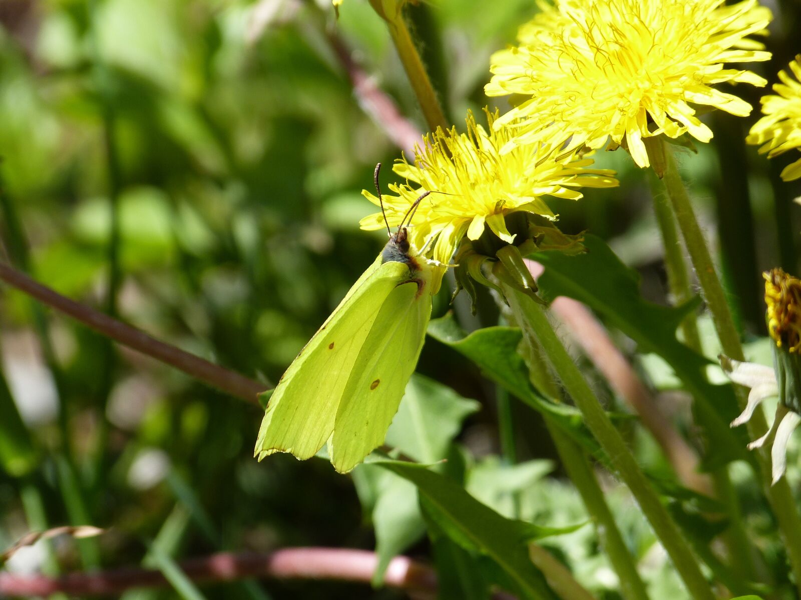 Panasonic Lumix DMC-FZ150 sample photo. Gonepteryx rhamni, butterfly, yellow photography