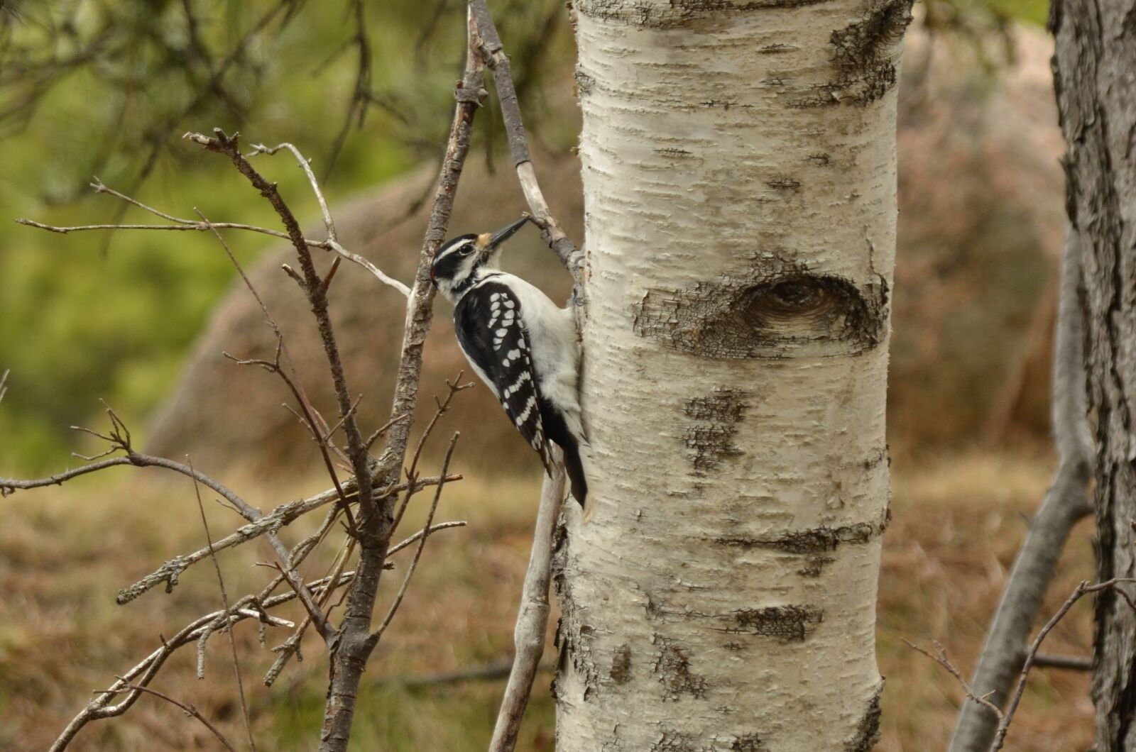 Nikon D7000 sample photo. Woodpecker, bird, tree photography