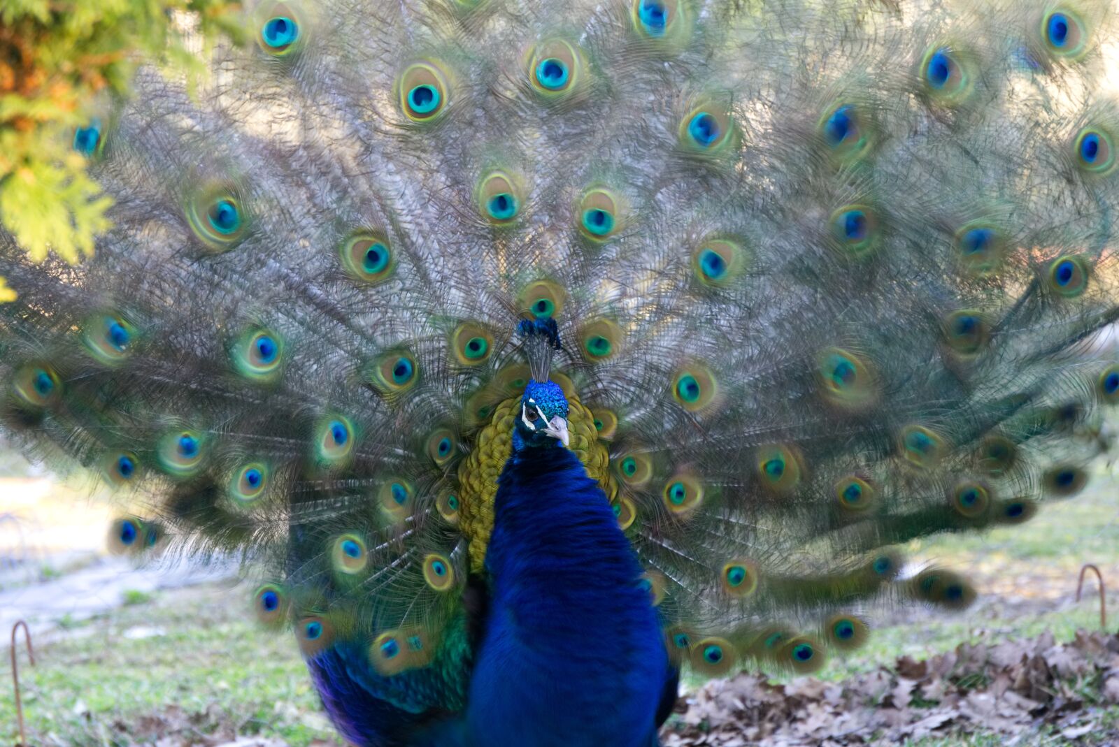 Sony a6000 sample photo. Peacock, bird, bird peacock photography