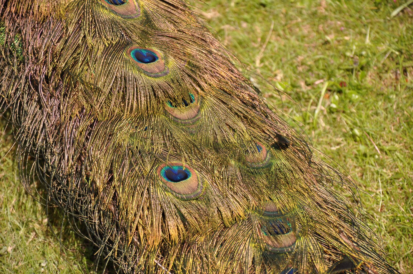 Nikon D90 sample photo. Peacock, pen, tail photography