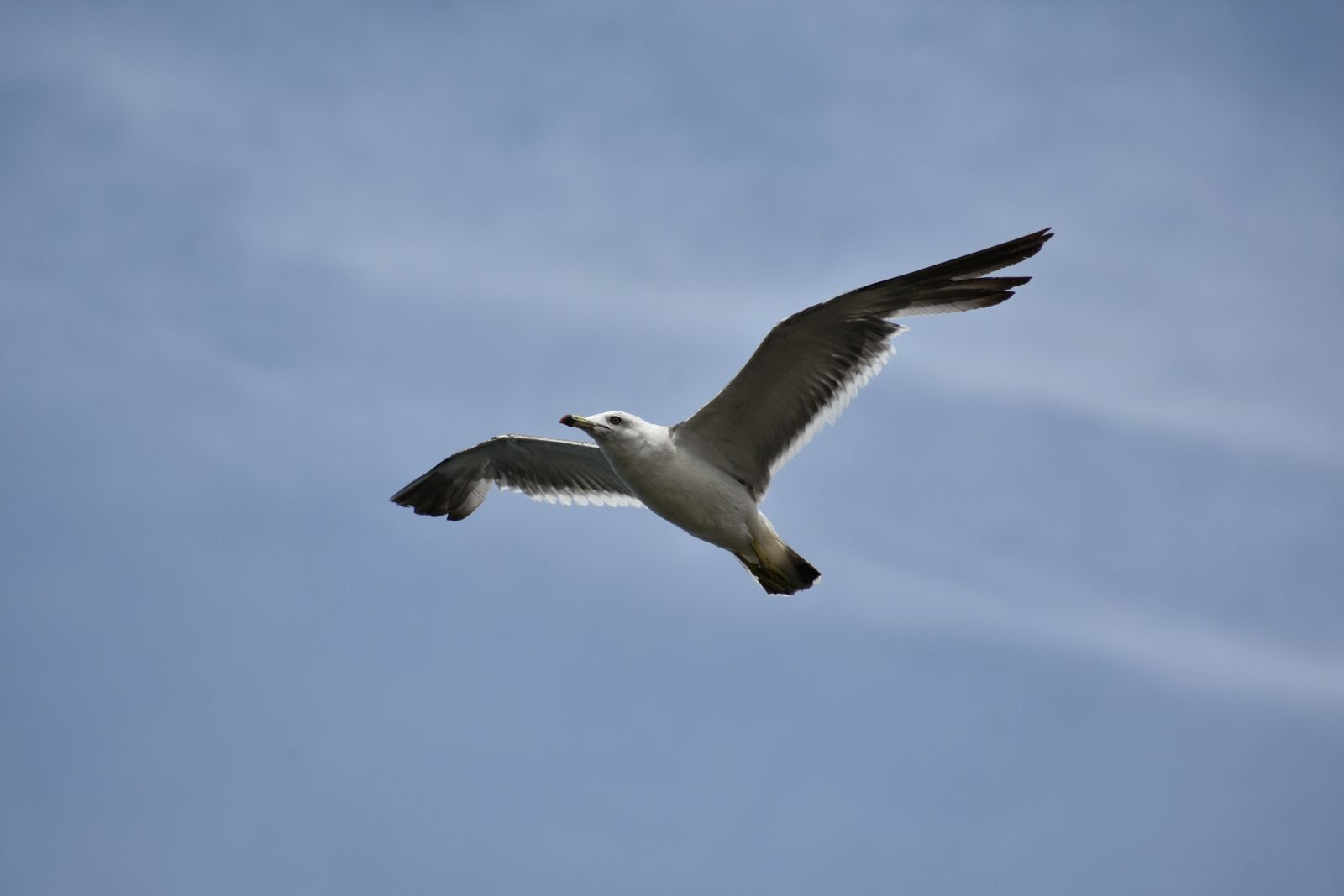Nikon D7200 sample photo. Animal, sky, bird photography