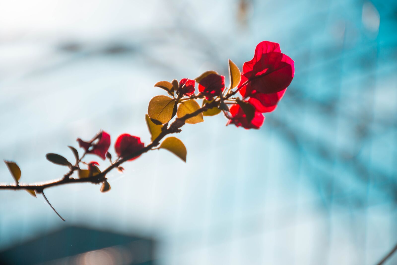 Nikon D7200 sample photo. Sky, nature, spring photography