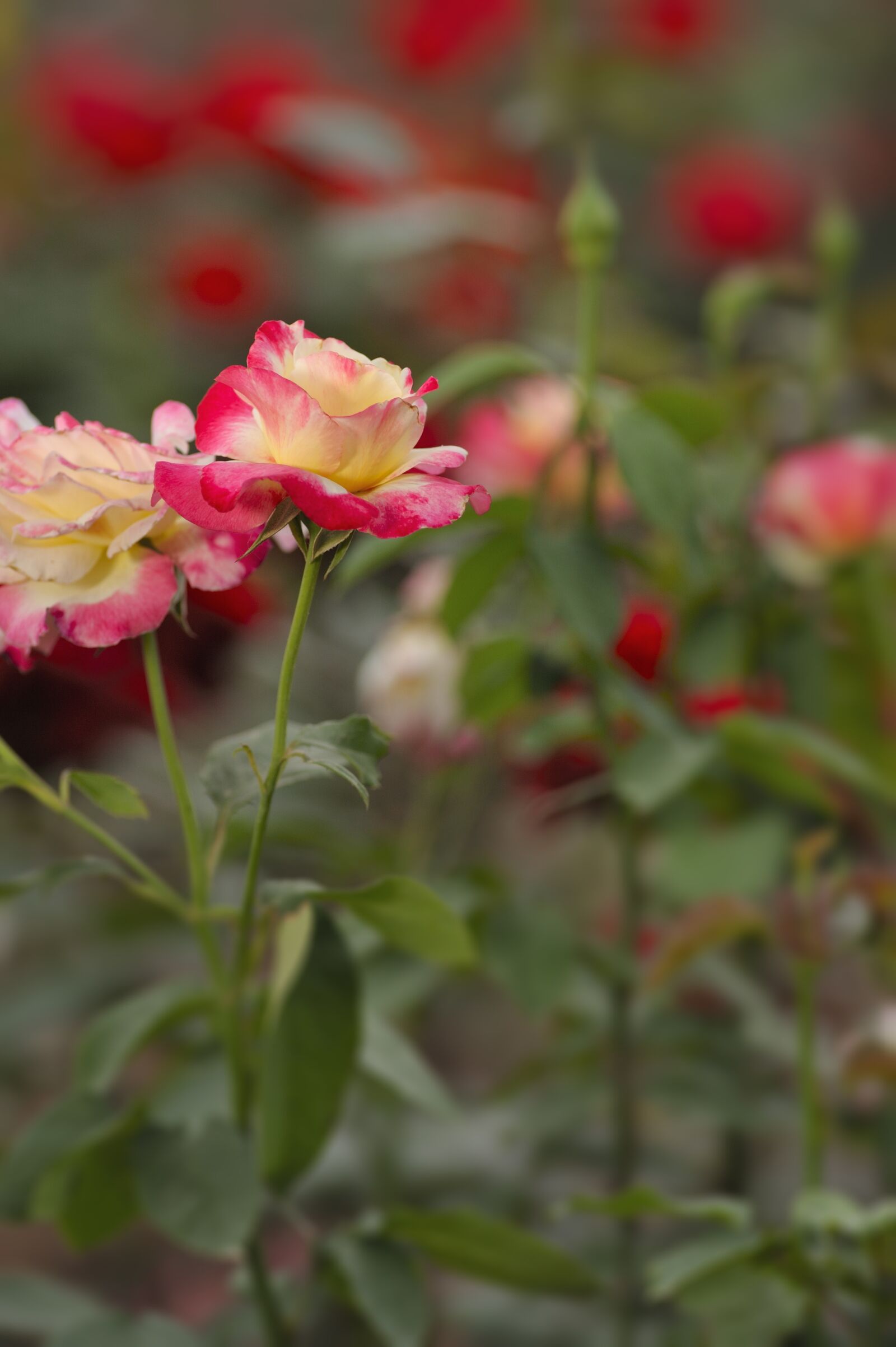Nikon D700 sample photo. Rose, flower, bloom photography