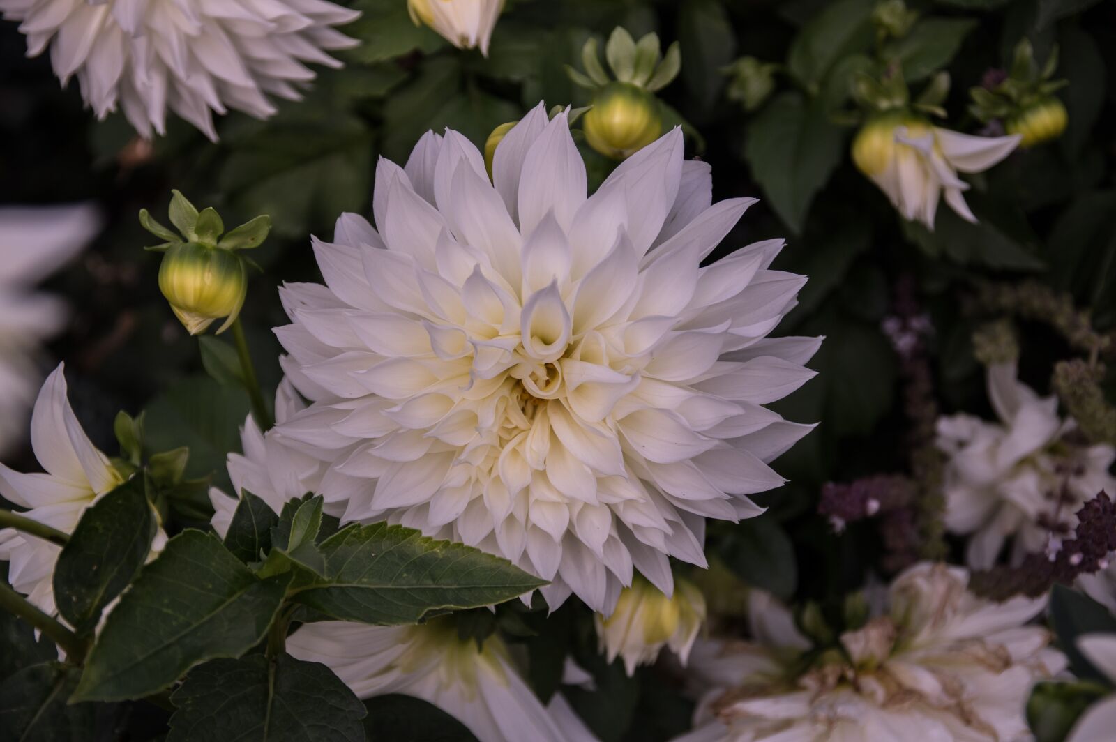 Pentax K-3 sample photo. Dahlia, blossom, bloom photography