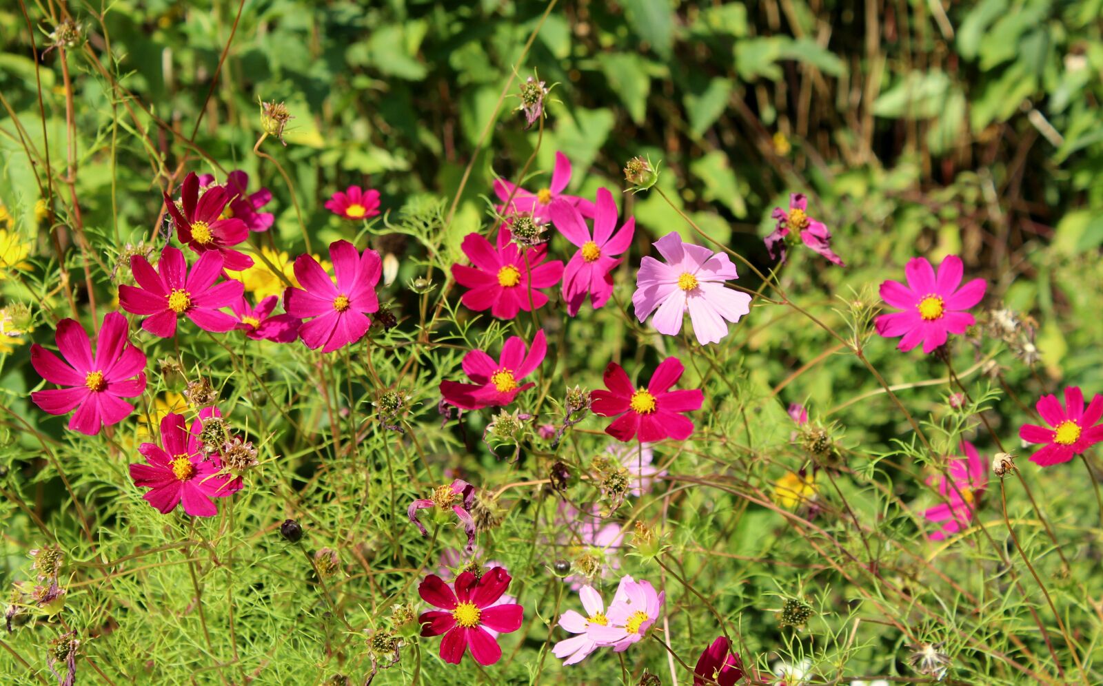 Canon EOS 1200D (EOS Rebel T5 / EOS Kiss X70 / EOS Hi) sample photo. Cosmosy, flowers, pink photography