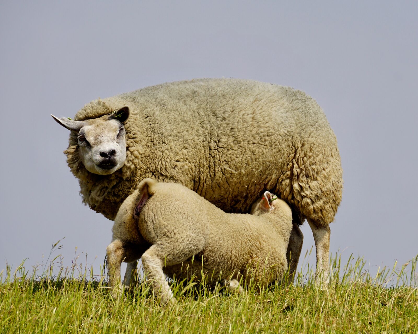 Sony DT 55-300mm F4.5-5.6 SAM sample photo. Sheep, lamb, suckle photography