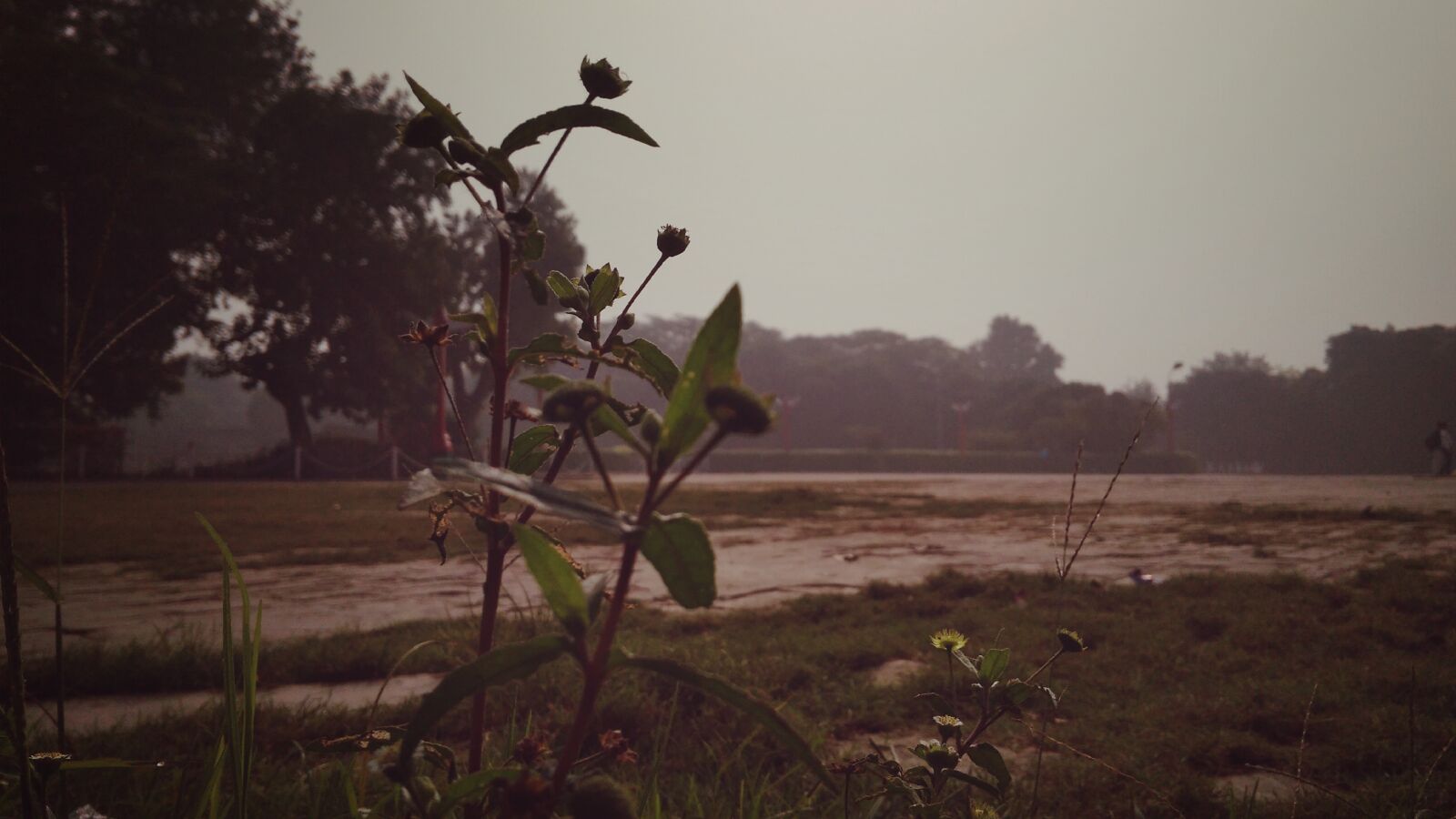 Xiaomi Redmi 4A sample photo. Alone, beautiful, flowers, blur photography