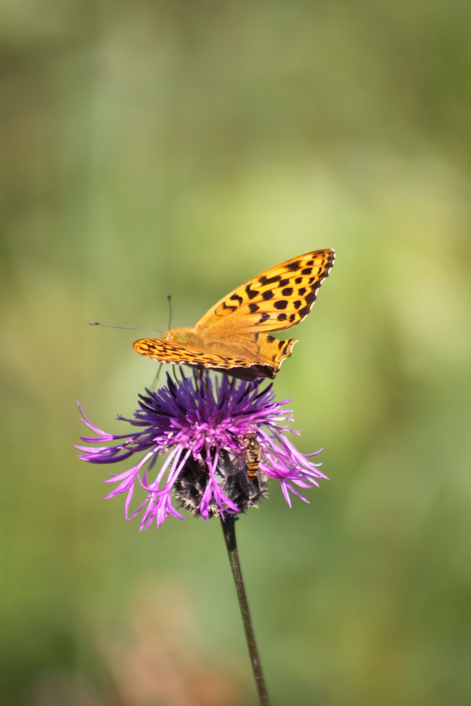 Canon EOS 500D (EOS Rebel T1i / EOS Kiss X3) sample photo. Thistle, butterfly, insect photography