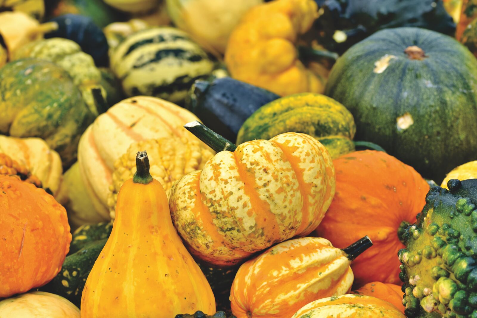 Nikon D7200 sample photo. Pumpkin, fruit, autumn photography