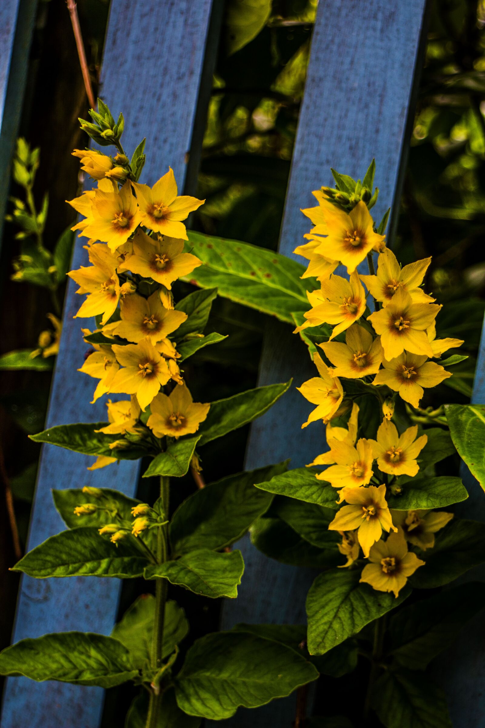 Canon EOS M sample photo. Flower, nature, yellow photography