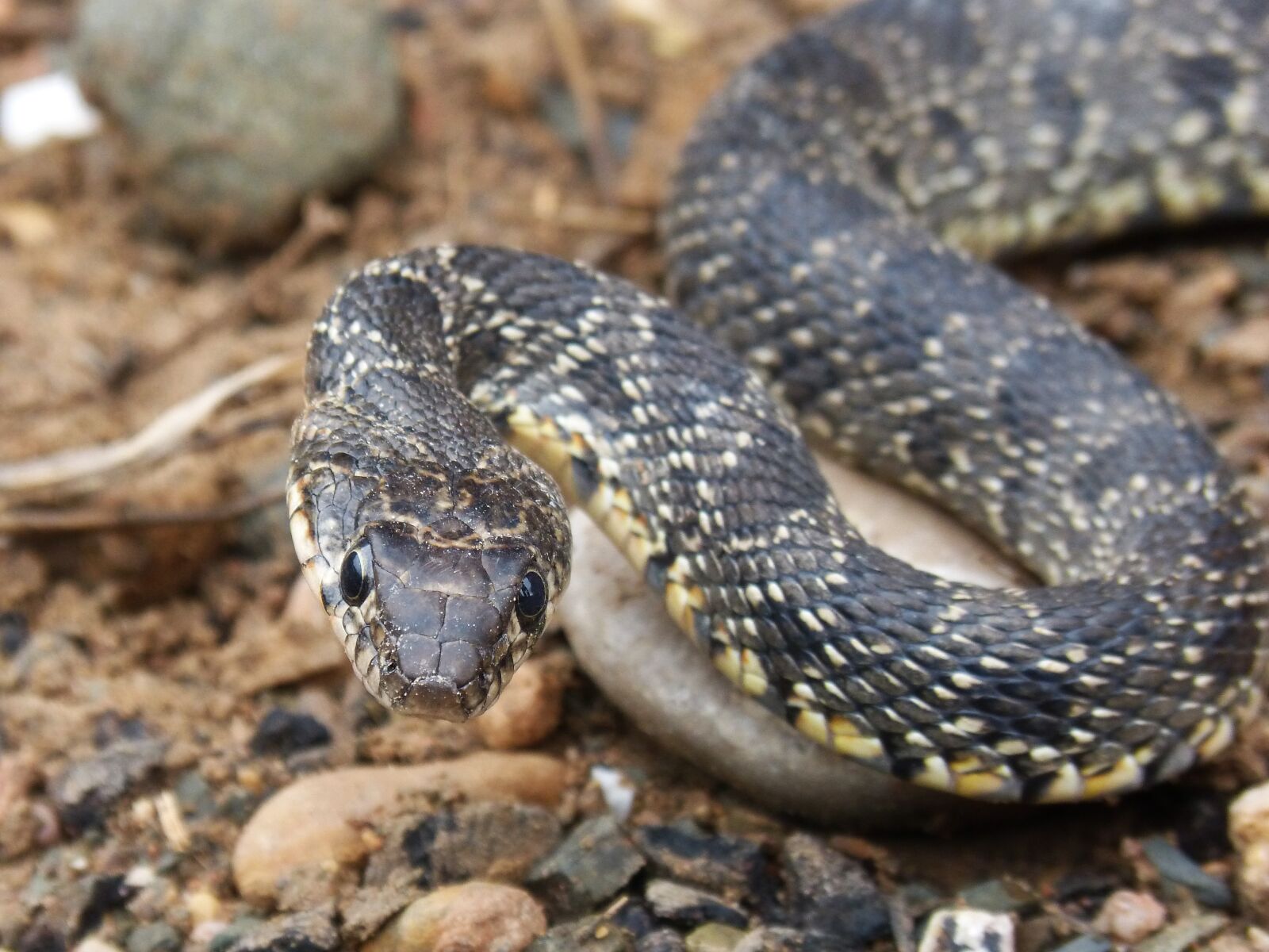 Panasonic DMC-FZ62 sample photo. Snake, threat, legua bifida photography