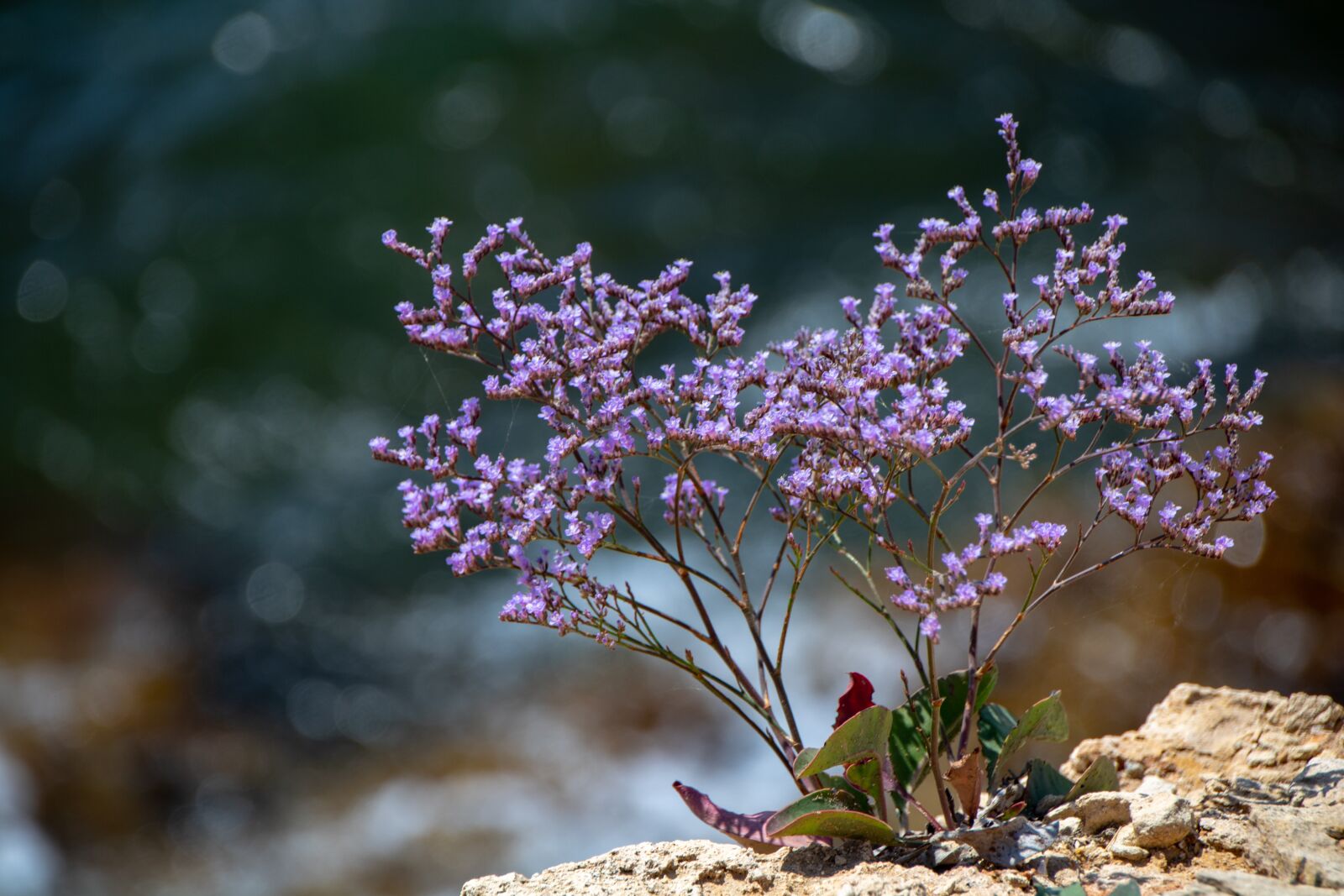 Canon EOS 750D (EOS Rebel T6i / EOS Kiss X8i) sample photo. Plants, flowers, petals photography