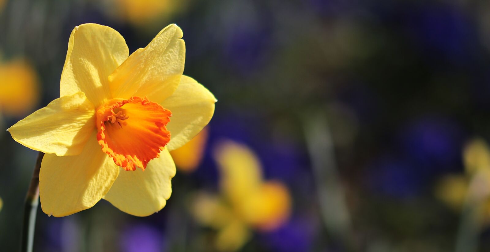Canon EOS 80D sample photo. Flower, nature, plant photography