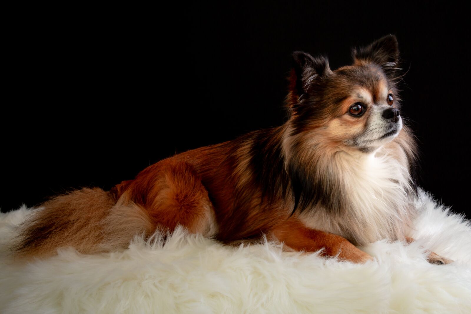 Canon EOS 70D + Canon EF 24-105mm F4L IS USM sample photo. Chihuahua, dog, cute photography