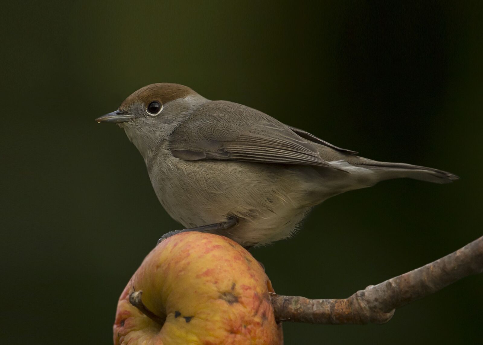 Nikon D7200 sample photo. Bird, wildlife, nature photography