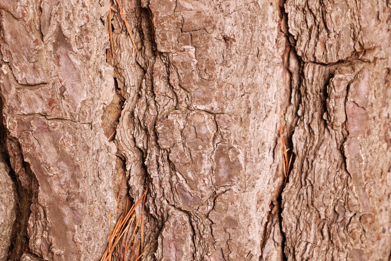 Fujifilm X-T1 sample photo. Wood, texture, nature photography