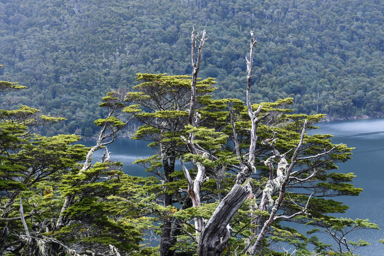 Nikon D7500 sample photo. Landscape, nature, plants photography