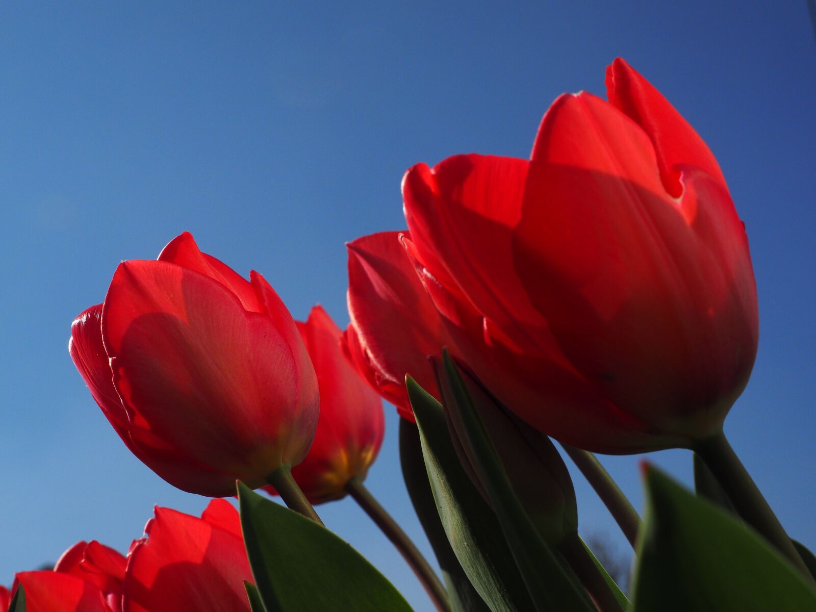 Olympus OM-D E-M1 + Olympus M.Zuiko Digital ED 12-40mm F2.8 Pro sample photo. Tulips, red, flowers photography