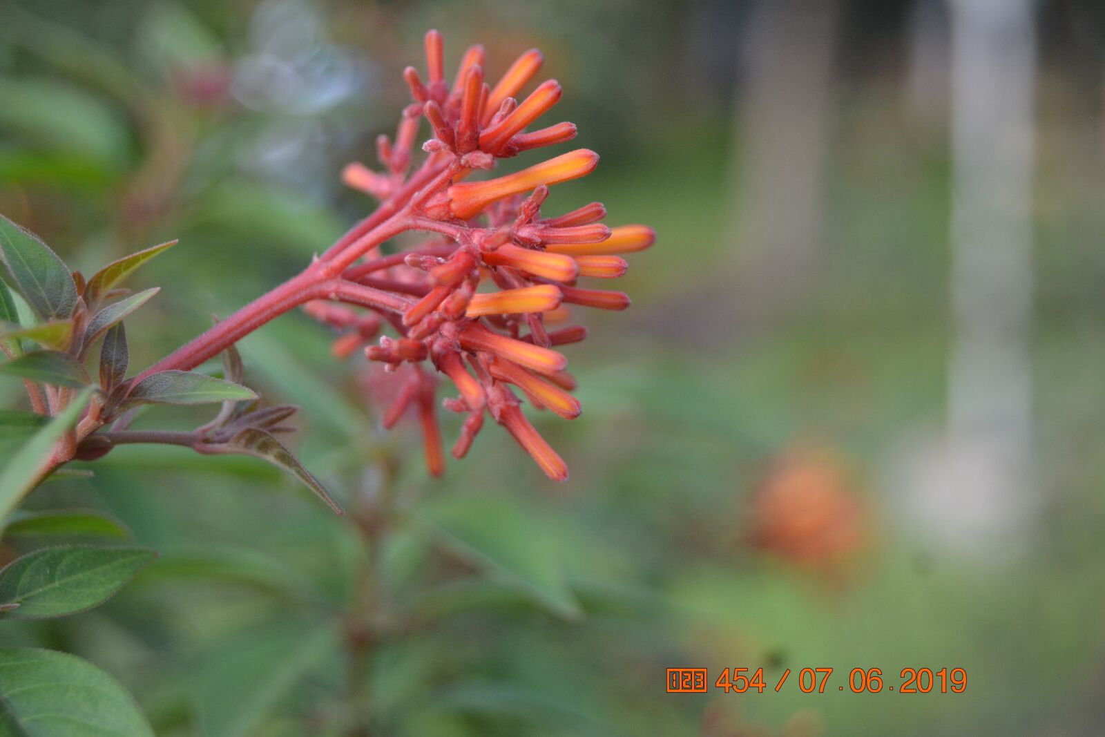 Nikon D3100 sample photo. Flower, bloom, nature photography