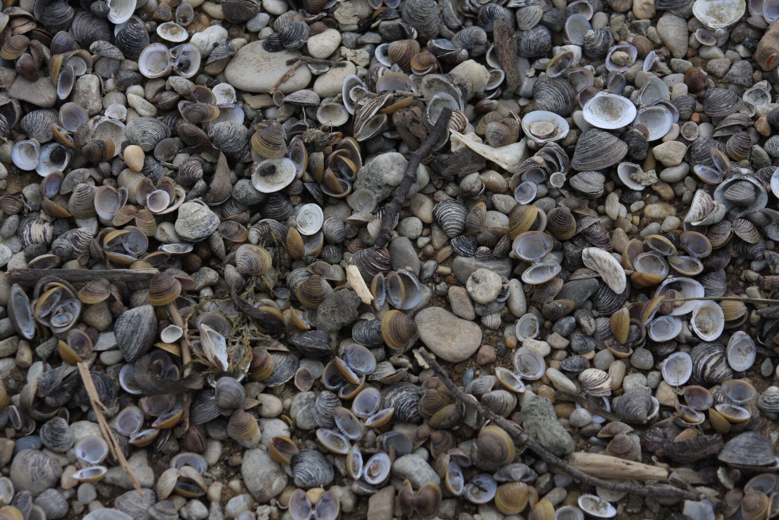 Canon EOS 40D sample photo. Mussels, beach, macro photography