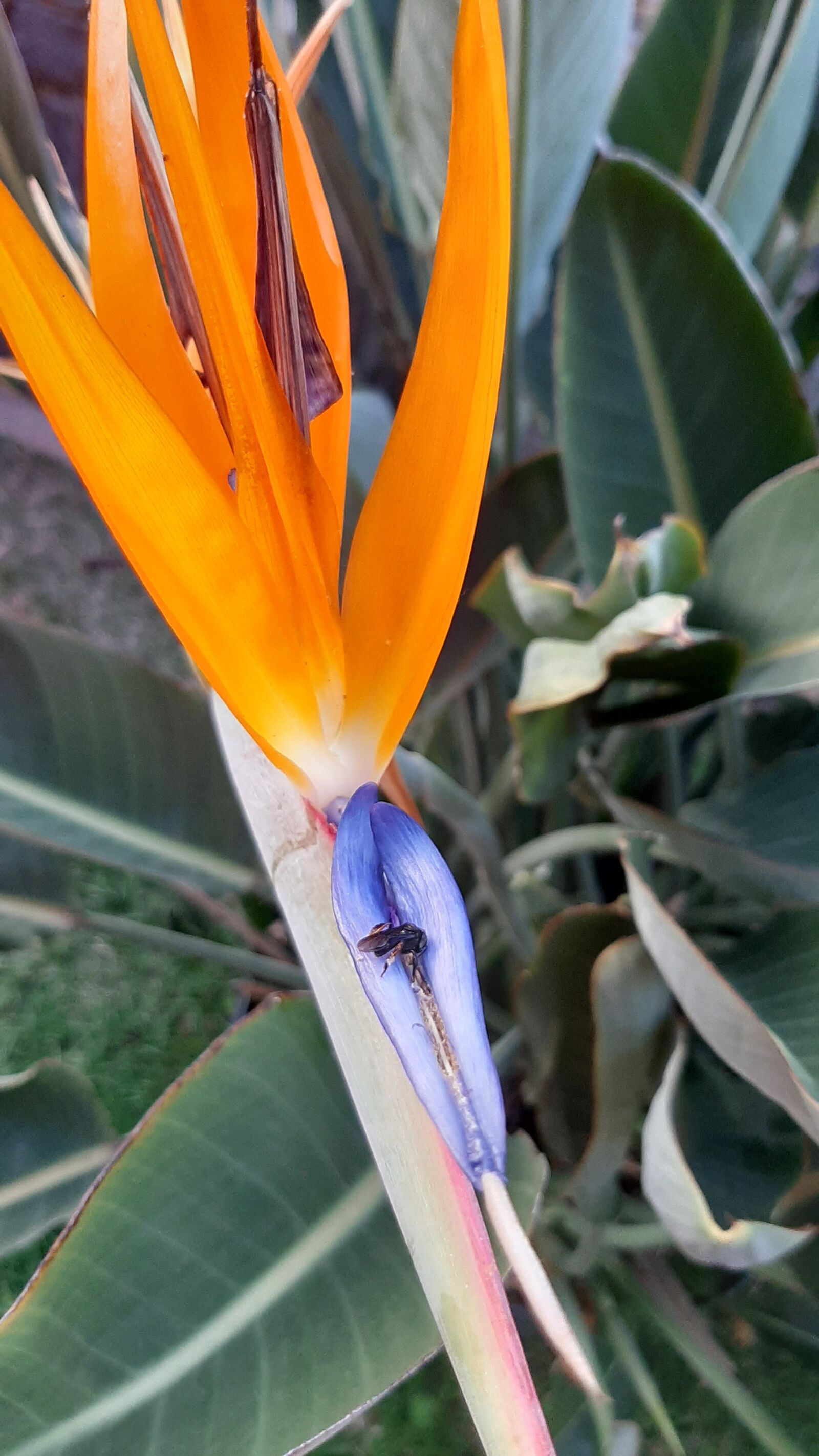 Samsung Galaxy A50 sample photo. Flower, spring, summer photography