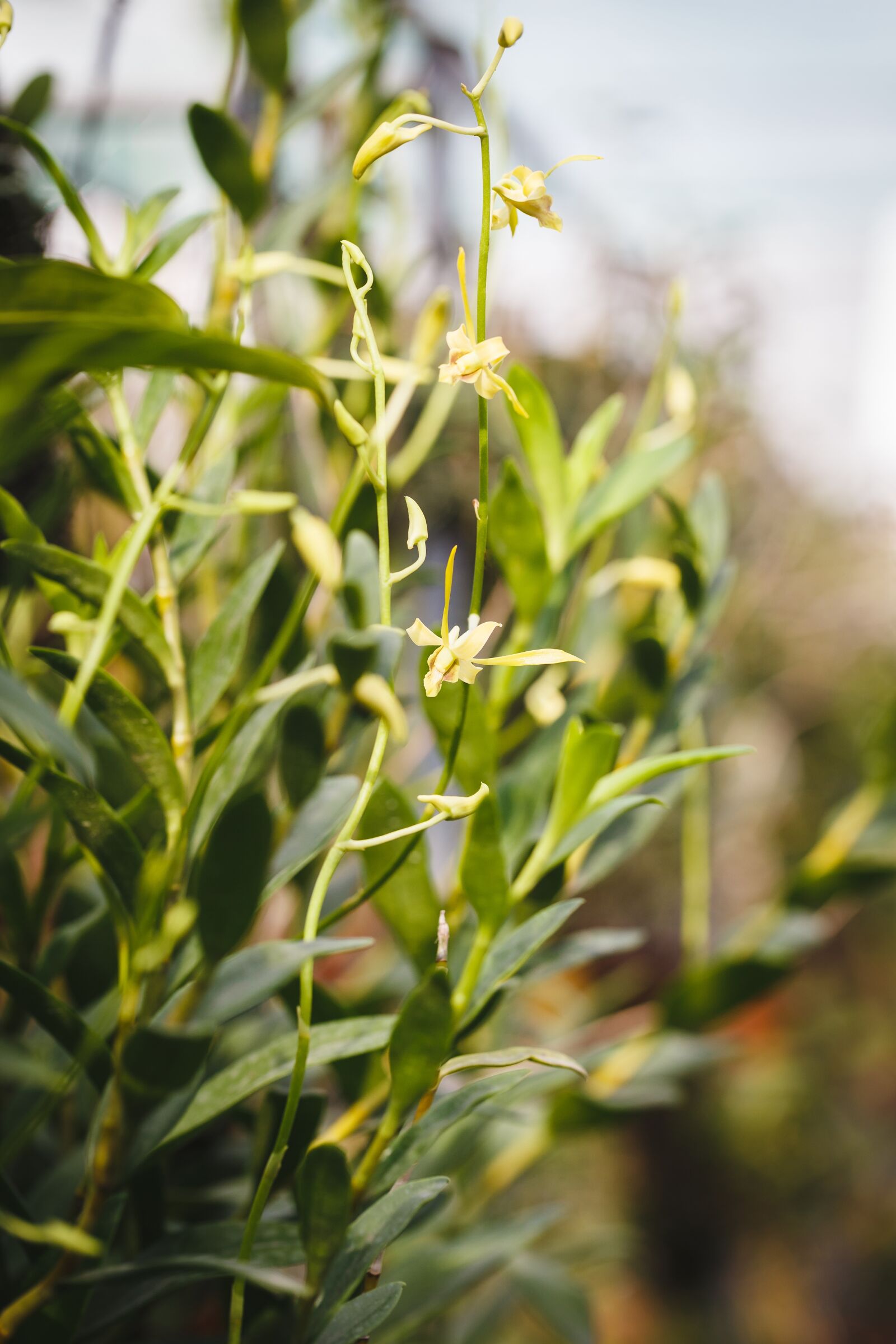Canon EF 100mm F2.8L Macro IS USM sample photo. Natural pure, fresh, asia photography