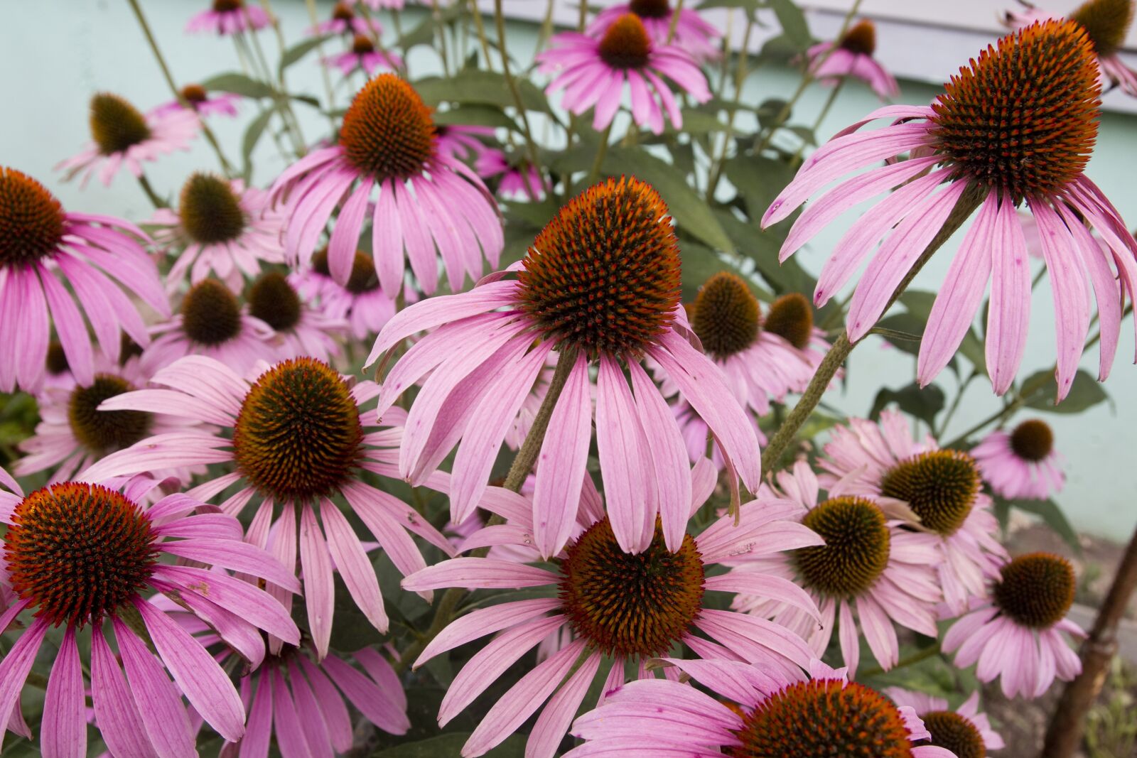 Canon EOS 70D sample photo. Nature, petal, pink photography