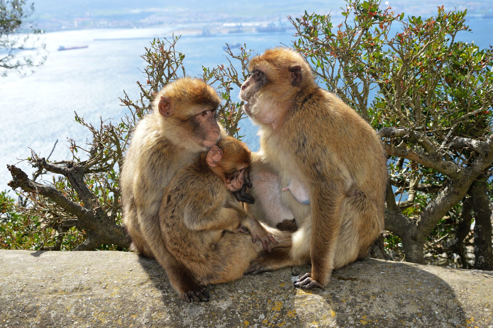 Nikon D3200 sample photo. Berber monkeys, monkey rock photography