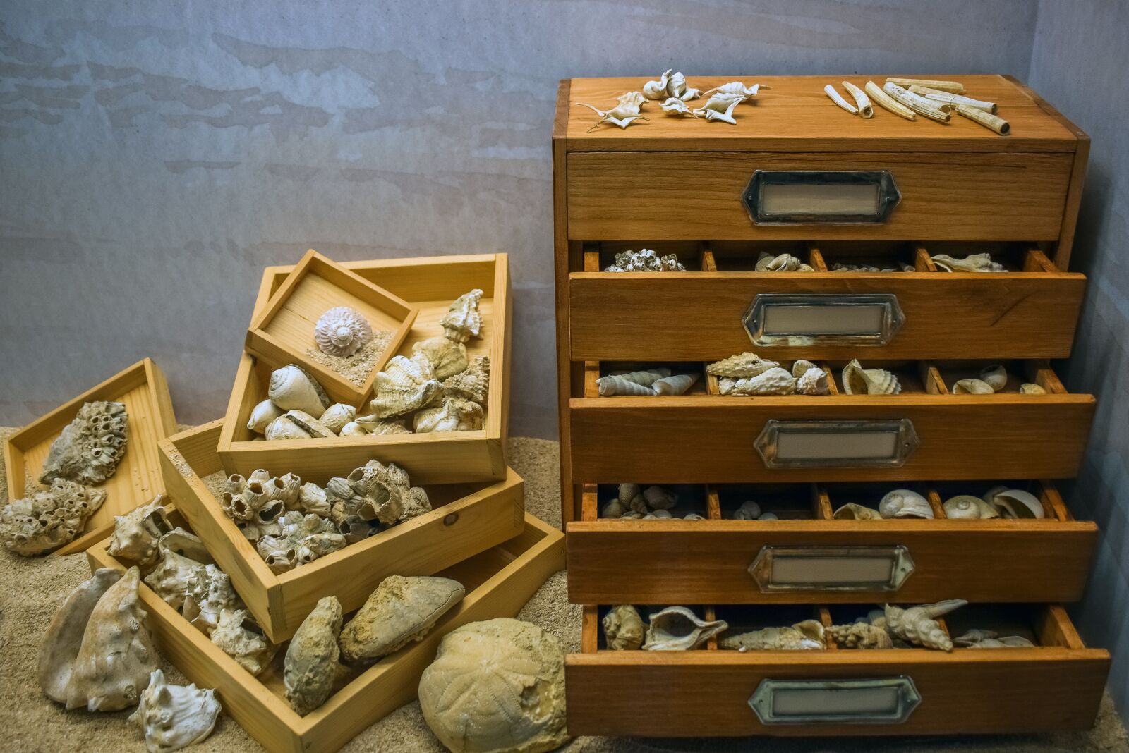 Nikon D3300 sample photo. Shells, case, sea photography