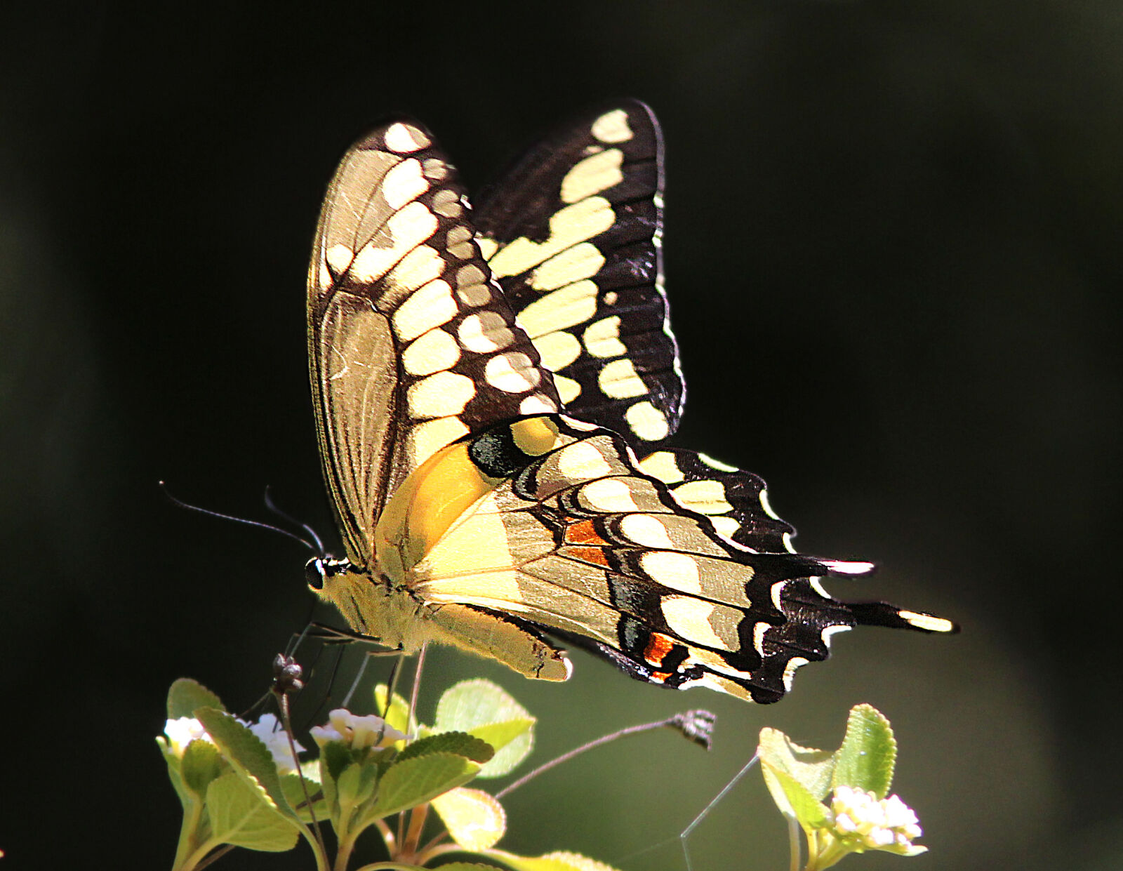 Canon EF 300mm F4L IS USM sample photo