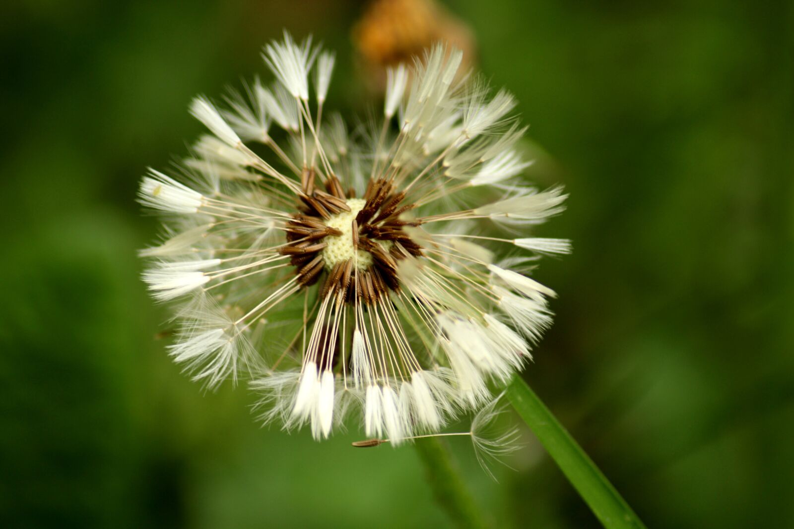 Canon EOS 1200D (EOS Rebel T5 / EOS Kiss X70 / EOS Hi) sample photo. Nuns, dandelion, sonchus oleraceus photography